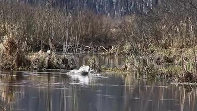 鸭子在交配季节，在四月，在小溪游泳，在国家公园`麋鹿岛`，莫斯科，俄罗斯。